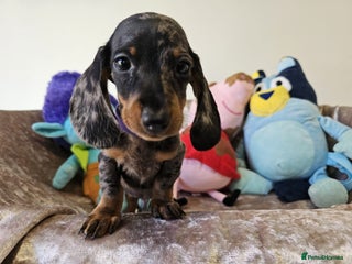 Dachshund dogs Charming Mini Dachshund Puppies - Advert 8