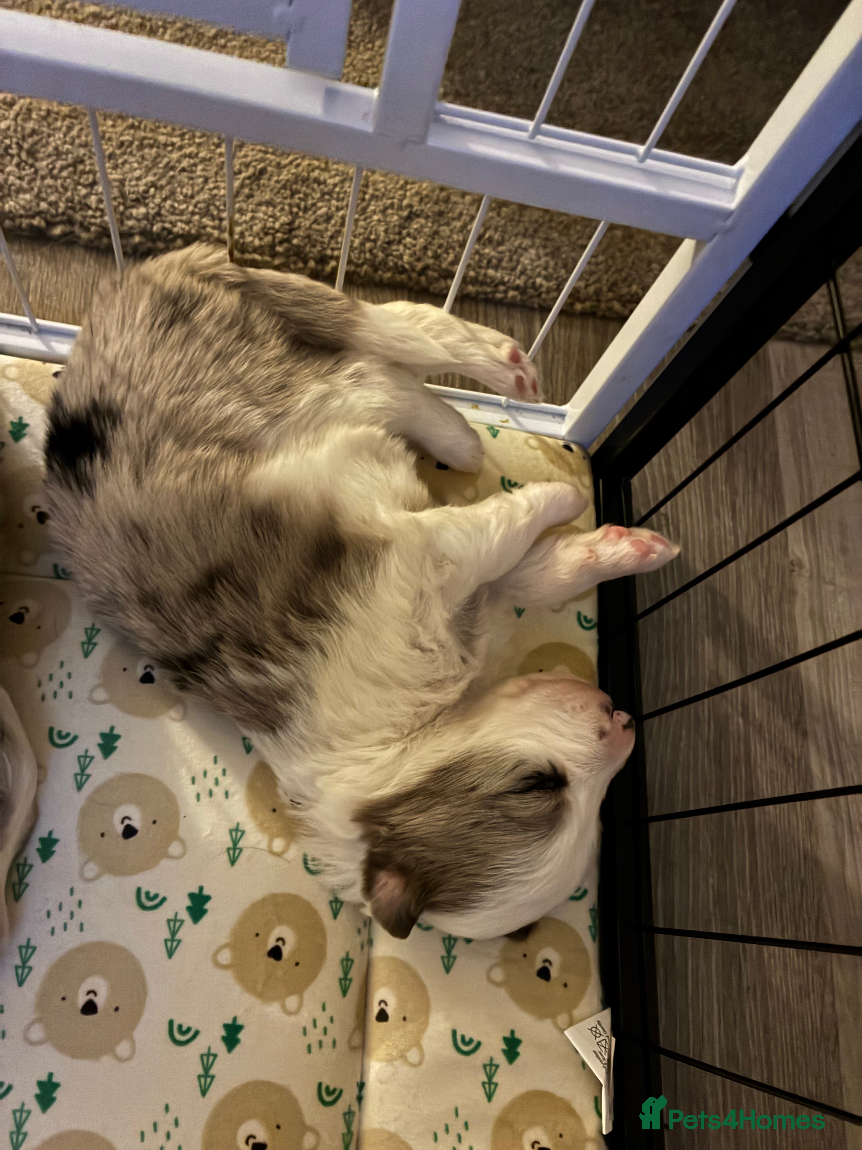 Border Collie dogs Border Collies - mixture of colours - Advert 8