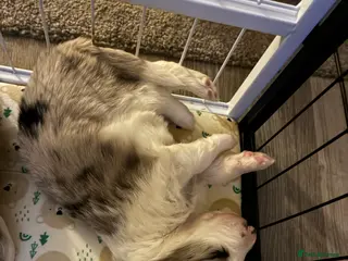 Border Collie dogs Border Collies - mixture of colours - Advert 8