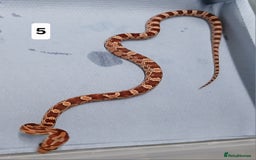 Corn Snake reptiles for sale: Corn Snake Morph Hatchling's  - Image 9
