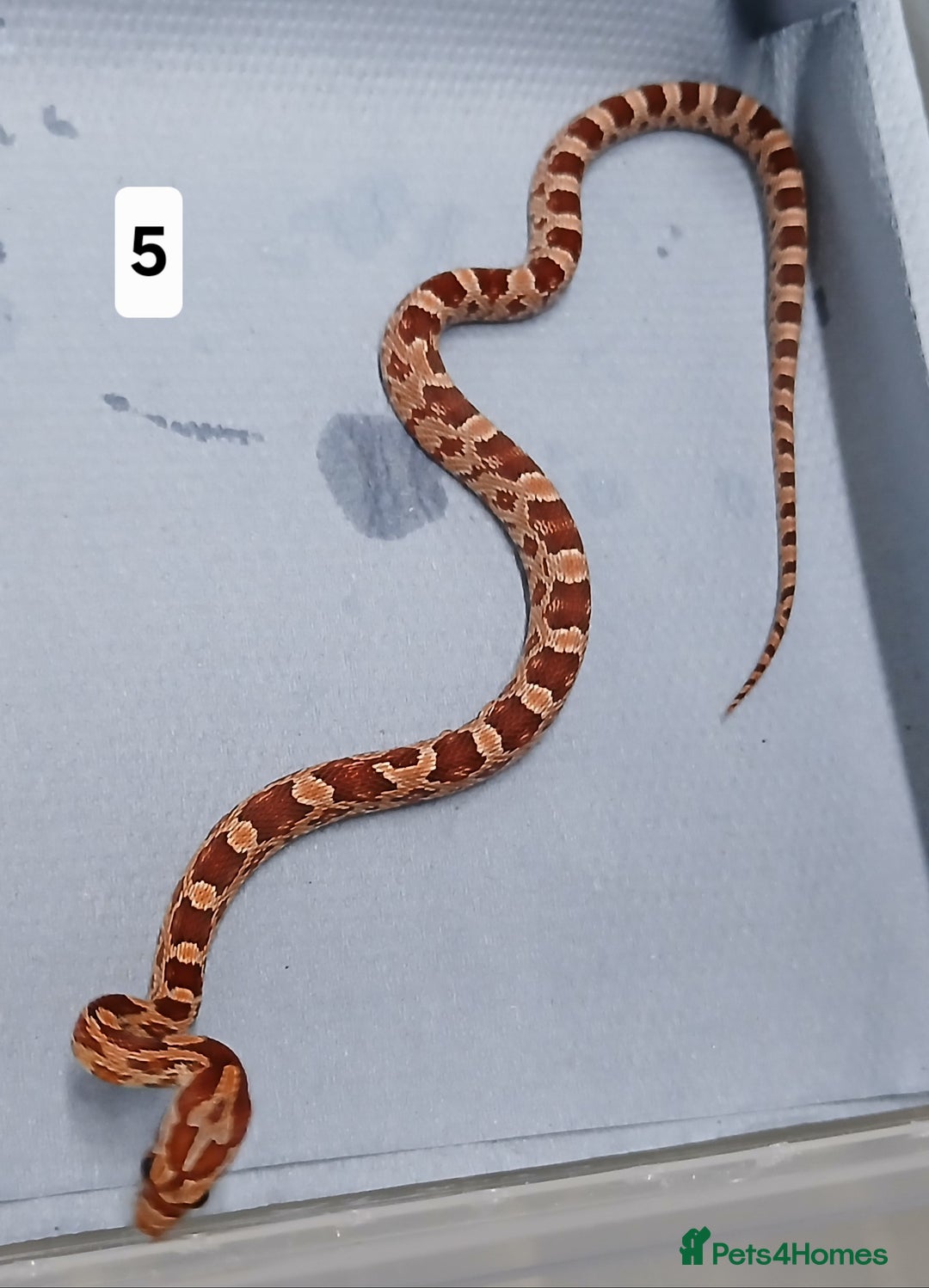 Corn Snake reptiles for sale: Corn Snake Morph Hatchling's  - Image 9