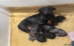 Dachshund dogs for sale: Ready soon! 🤎🖤 Miniature Dacshund Puppy, Male.  - Image 4