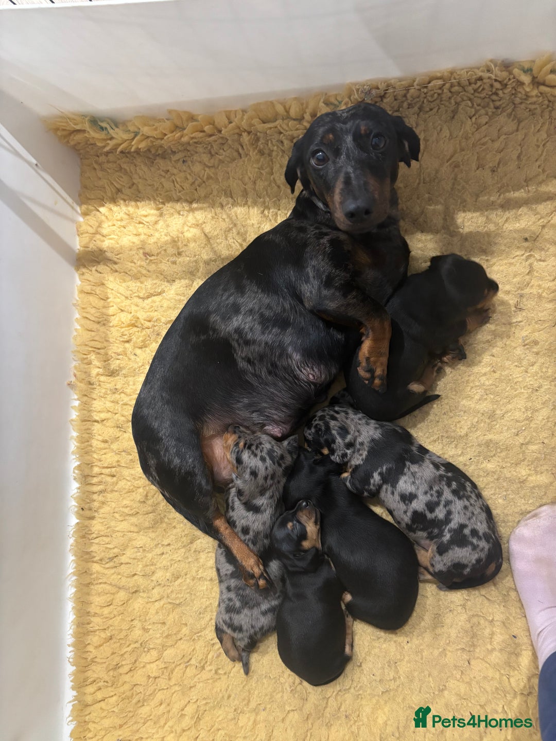 Dachshund dogs for sale: Ready soon! 🤎🖤 Miniature Dacshund Puppy, Male.  - Image 4