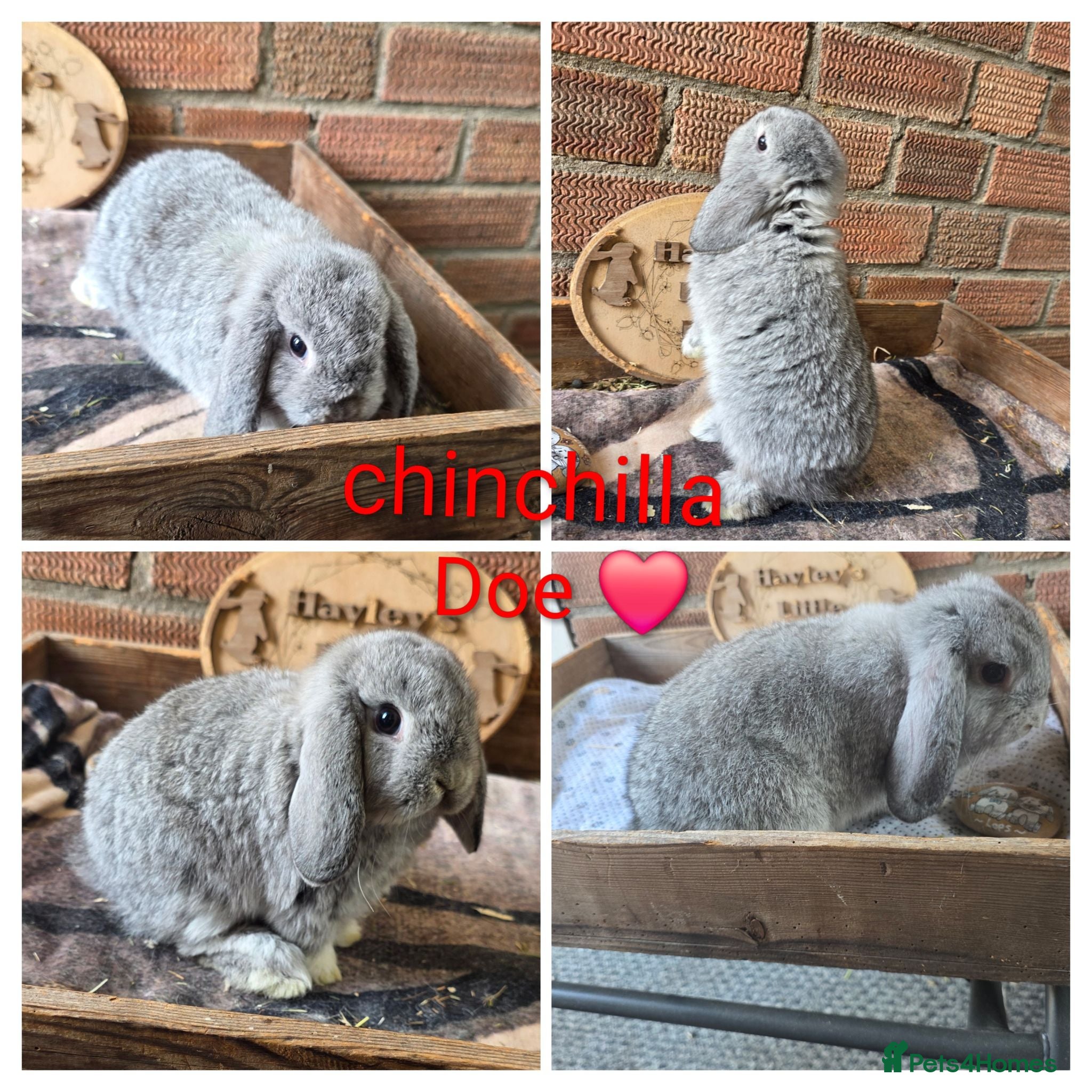 Mini Lop rabbits READY NOW Gorgeous pure breed mini lops  - Advert 1