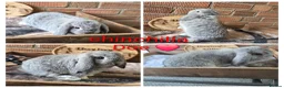 Mini Lop rabbits for sale: READY NOW Gorgeous pure breed mini lops  - Advert 1
