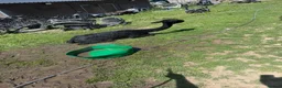 Alpaca livestock for sale: 2 alpacas for sale black - Advert 4