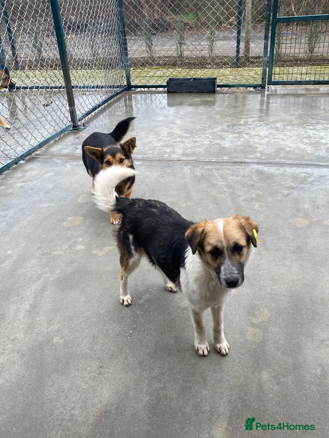 Mixed Breed dogs for adoption: Horace, 1 yr approx. Available for adoption. - Advert 4