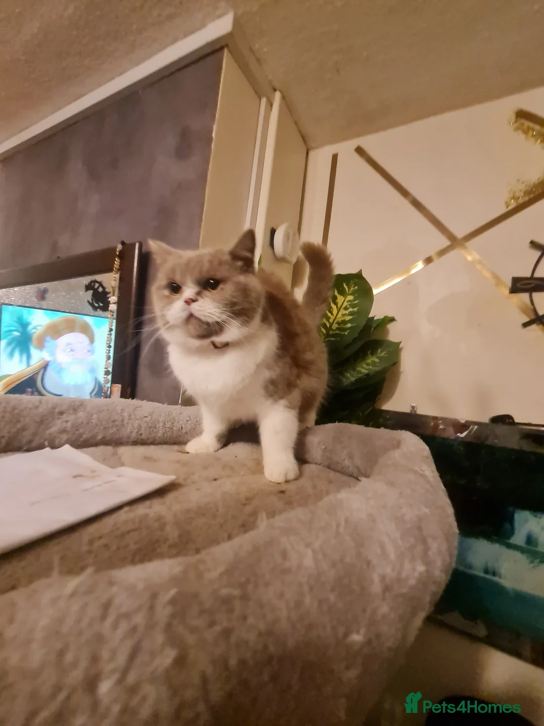 British Shorthair cats for sale: Sweet lilly 4 sweet home - Advert 1