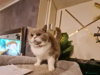 British Shorthair cats Sweet lilly 4 sweet home - Advert 20