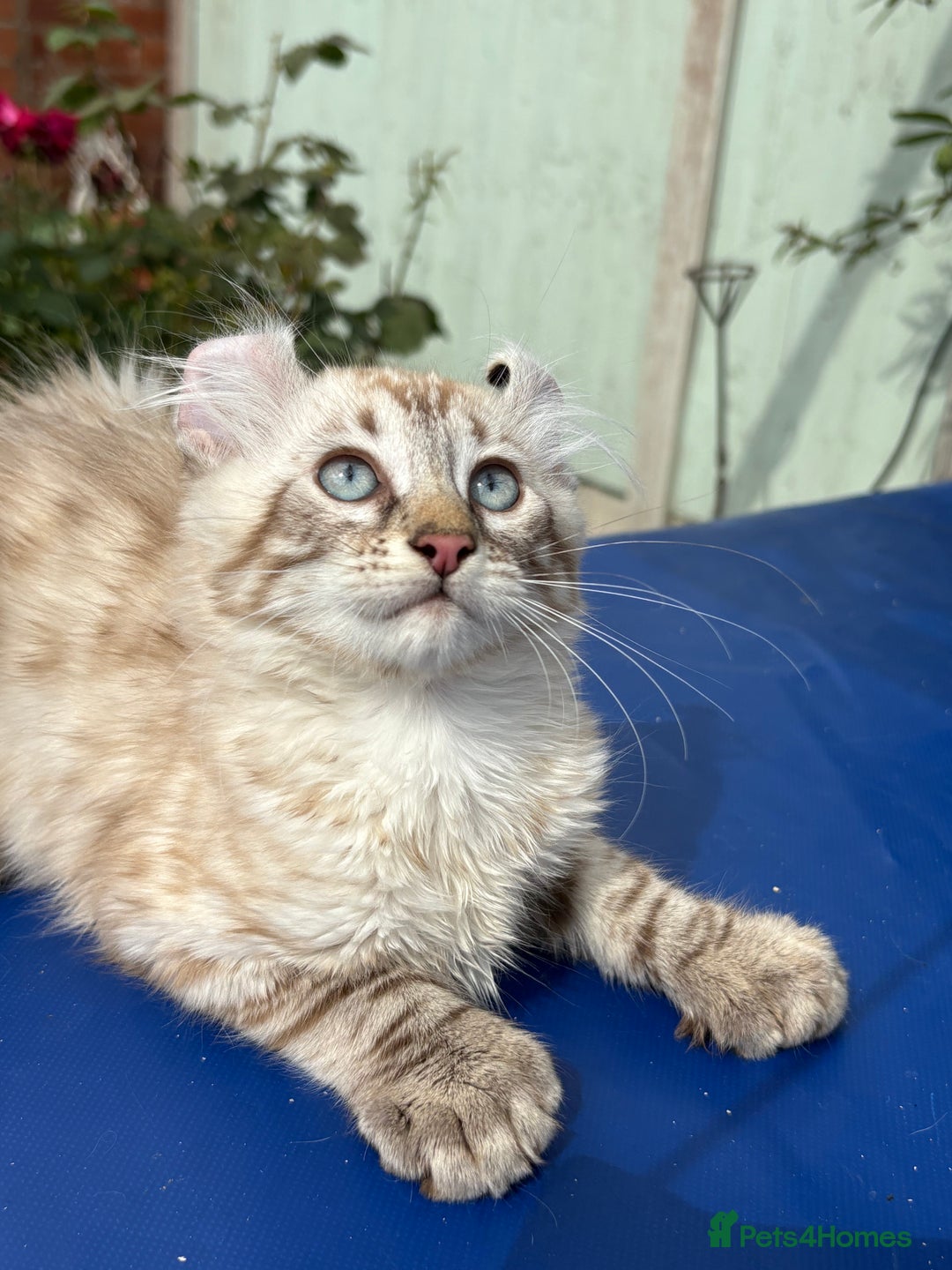 Keetso cats for sale: Stunning polydactyl longhaired snow leopard Keetso - Image 25