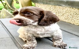 Cocker Spaniel dogs for sale: Working Cocker Spaniels. - Image 9