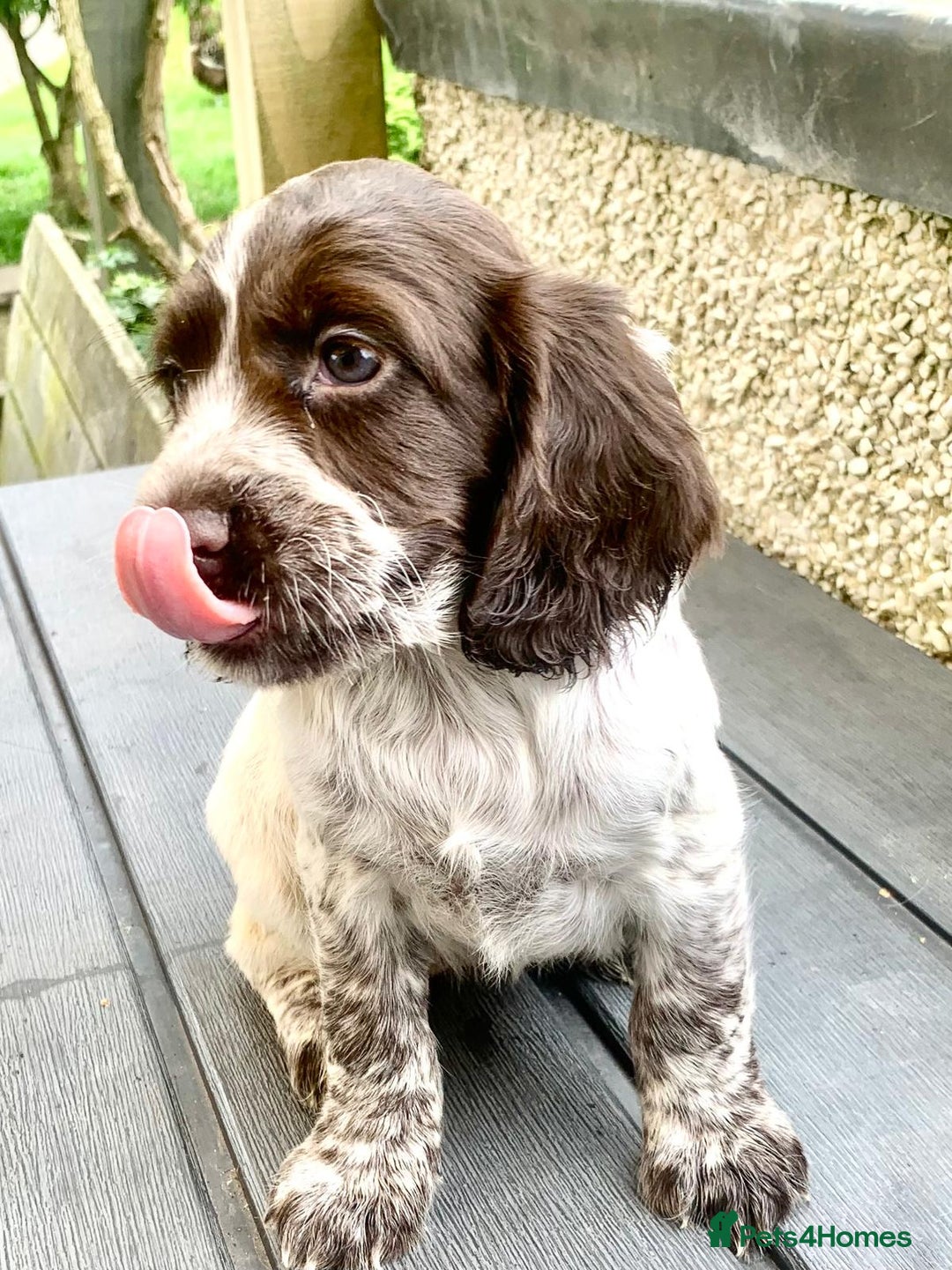 Cocker Spaniel dogs for sale: Working Cocker Spaniels. - Image 9