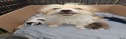 Mixed Breed dogs for sale: Puppys for sale  - Advert 5