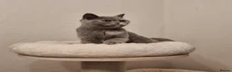 British Shorthair cats for sale: *Reduced* British Shorthair Blue Tortie Female  - Advert 3