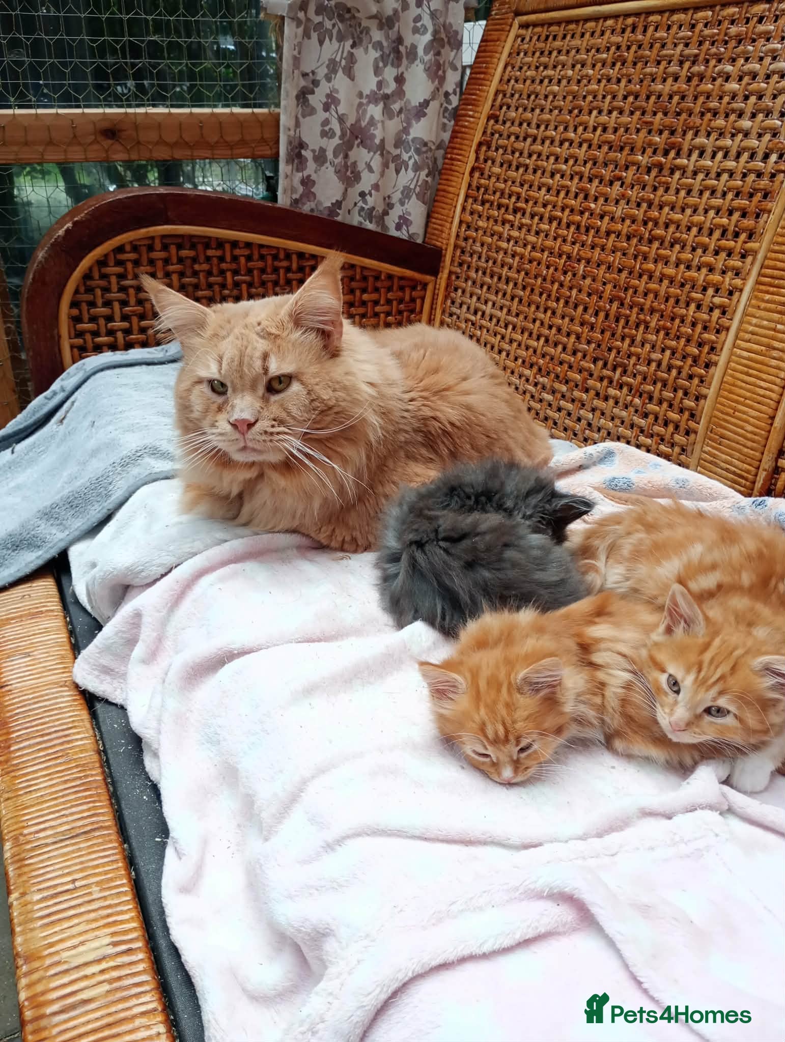 Maine Coon cats Maine coon  xxx - Advert 2