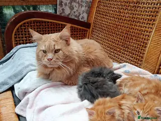 Maine Coon cats Maine coon xxx - Advert 2