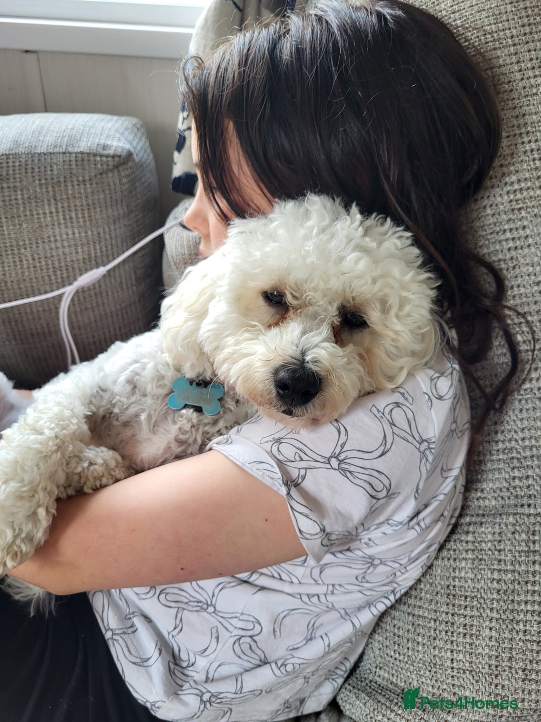 Maltipoo dogs for sale: Beautiful 1 yr old male - Image 3