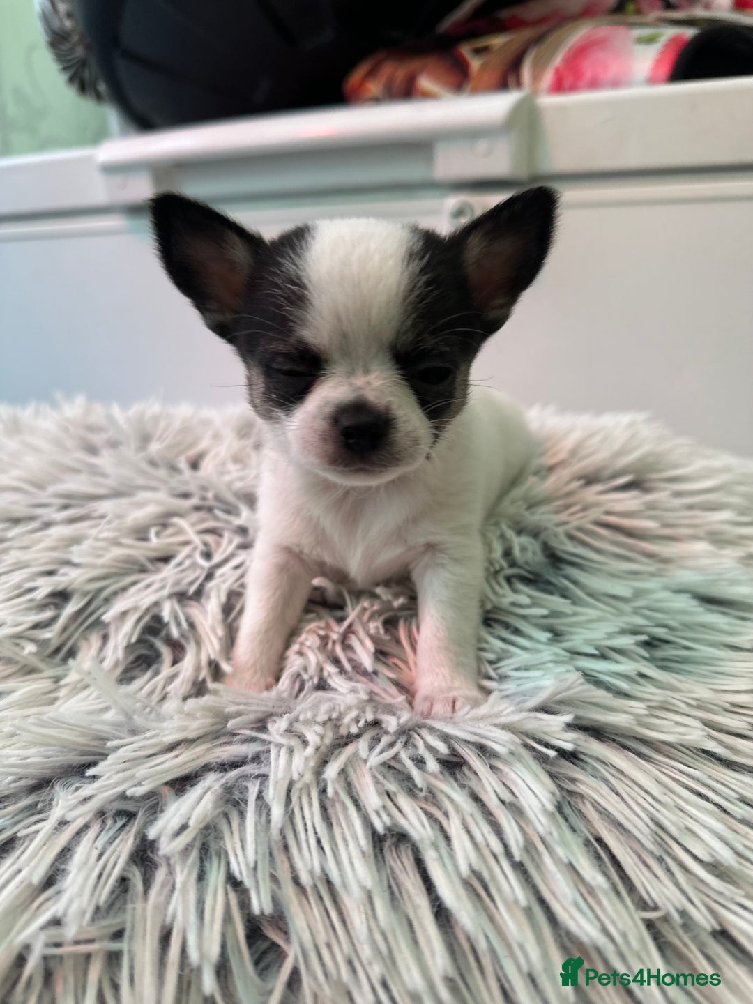 Chihuahua dogs for sale: Chihuahua  - Image 40