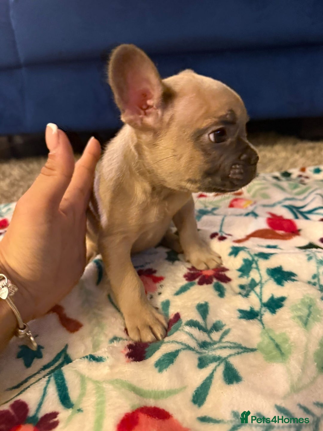 French Bulldog dogs for sale: French bulldog puppies  - Advert 8