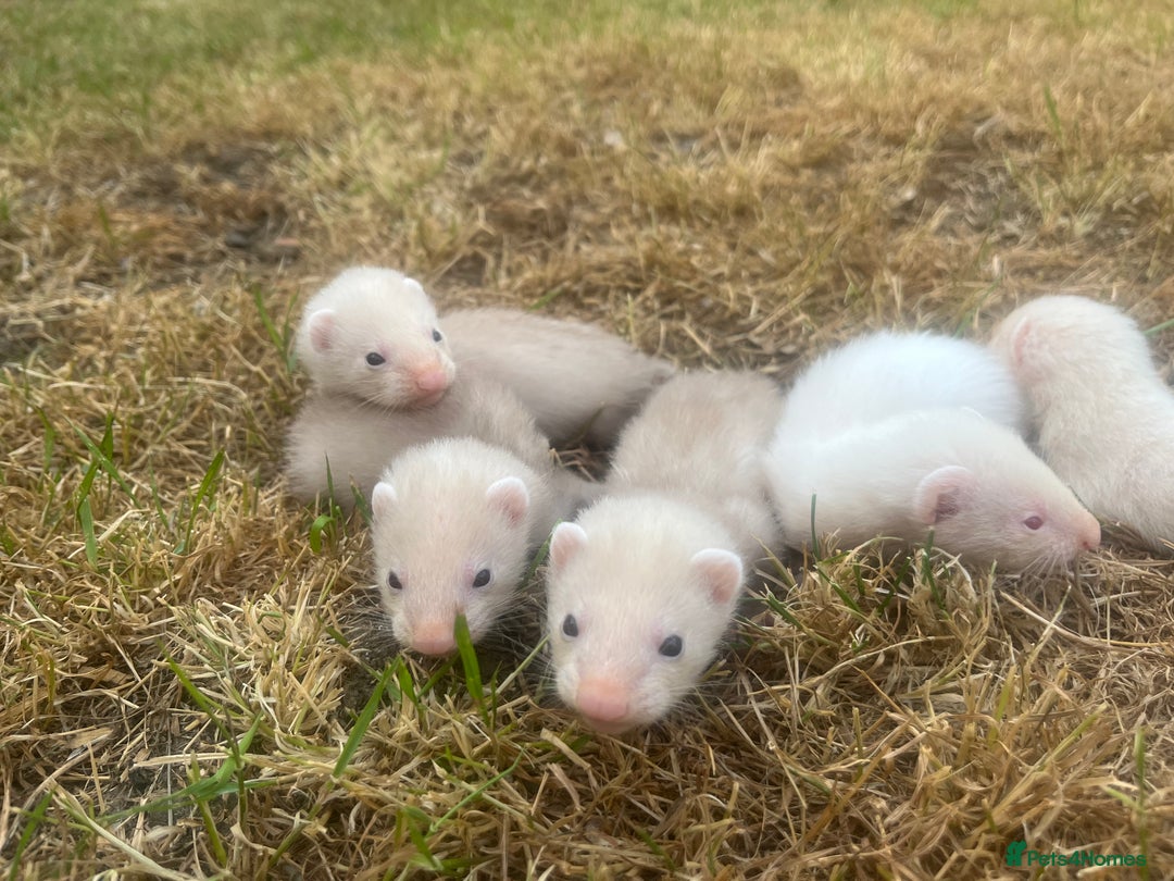 Ferret rodents for sale: Baby ferrets  - Image 2