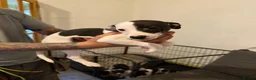 Whippet dogs for sale: 4 girls 1 boy whippet puppies  in Saltburn-by-the-Sea - Advert 3