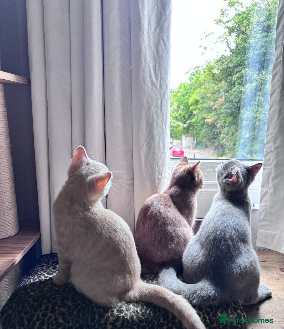 British Shorthair cats for sale: Beautiful British shorthair kittens  - Image 8