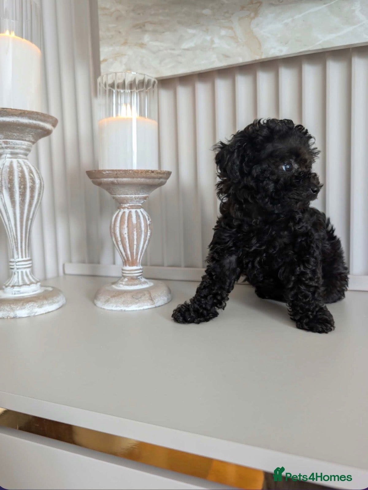 Toy Poodle dogs Asian toy poodle - Advert 1