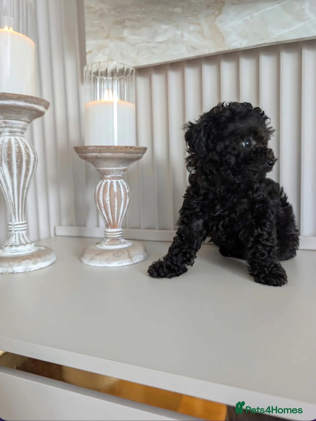 Toy Poodle dogs for sale: Asian toy poodle - Advert 1