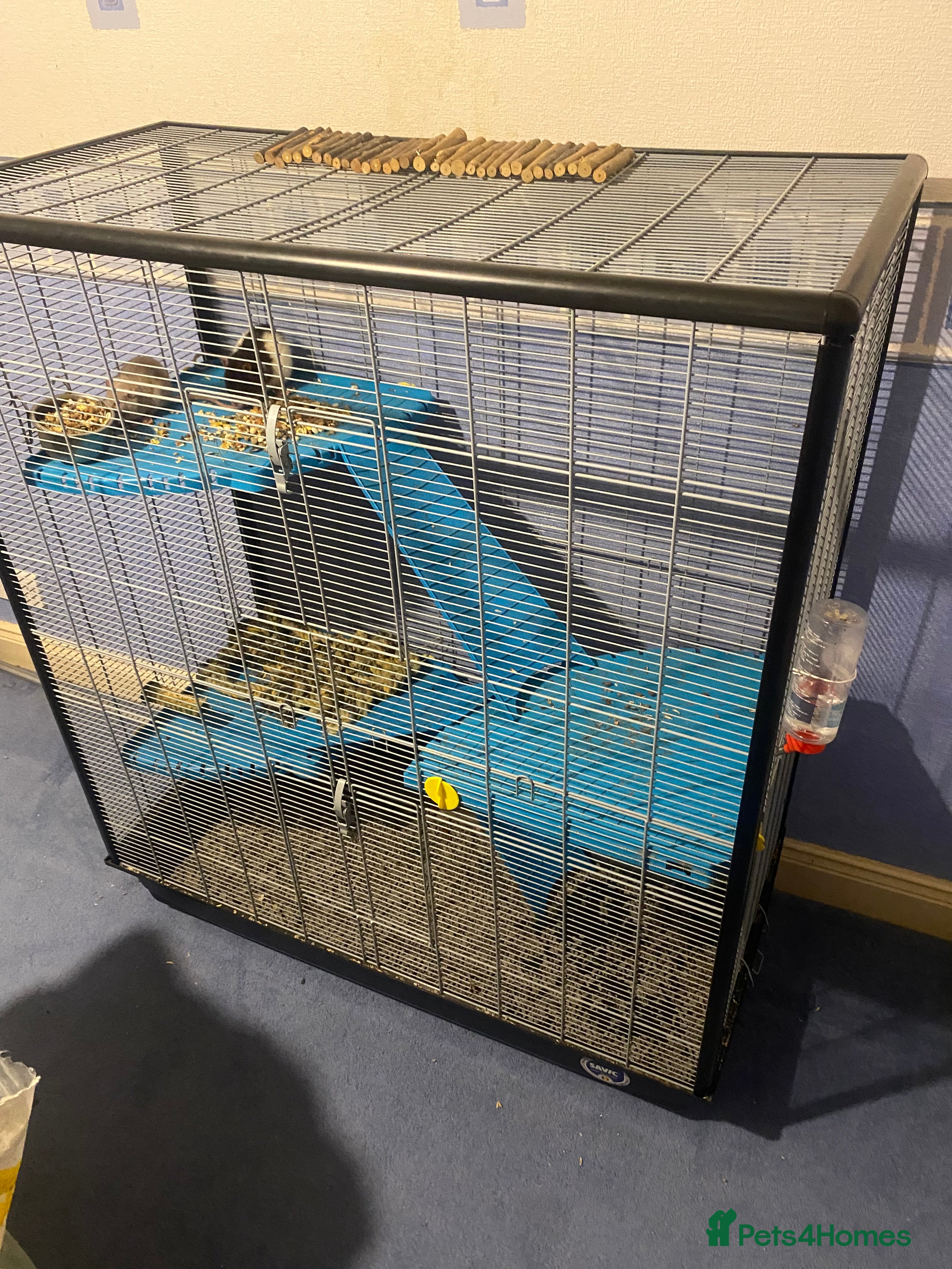 Rat rodents Rat cage - Advert 7