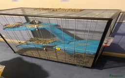 Rat rodents for sale: 3 adult rats  - Advert 2