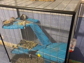 Rat rodents Rat cage - Advert 2