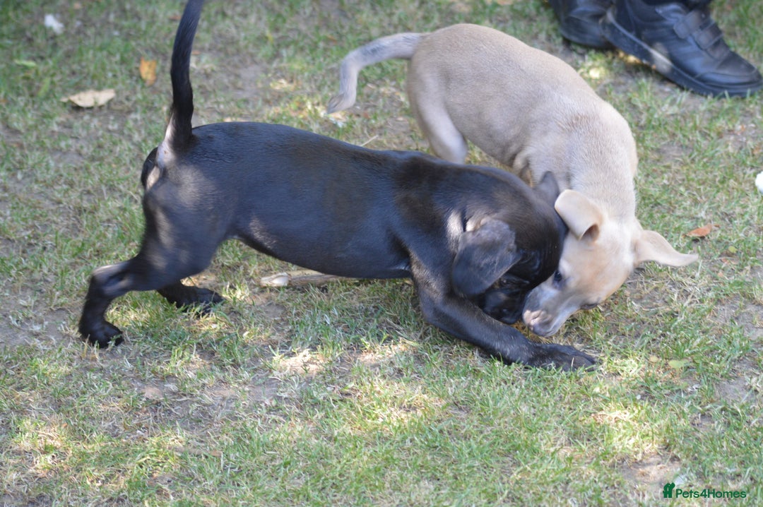 Mixed Breed dogs for sale: Mixed Breed Pups - Image 7
