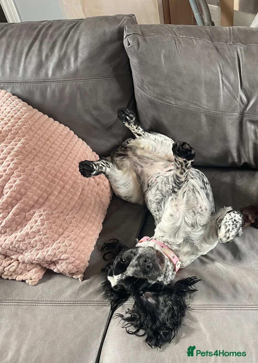 Cocker Spaniel dogs for sale: Blue Roan cocker spaniel - Advert 5