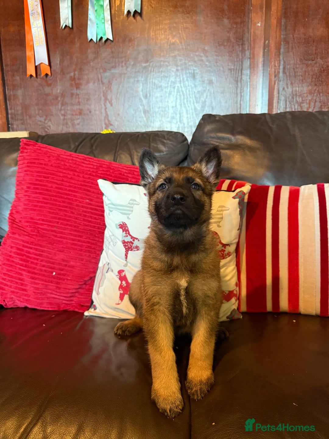 German Shepherd dogs for sale: Beautiful kc reg working line German shepherds  - Advert 14