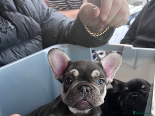 French Bulldog dogs - Advert 35