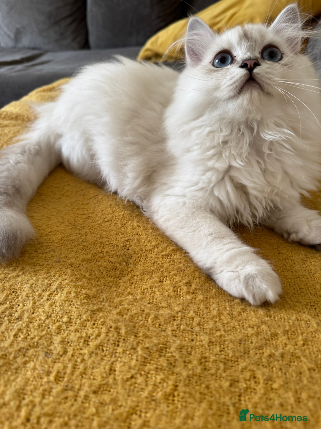 Scottish Fold cats for sale: Adorable Pure Scottish Fold Chinchilla Kittens in South Ockendon - Image 20
