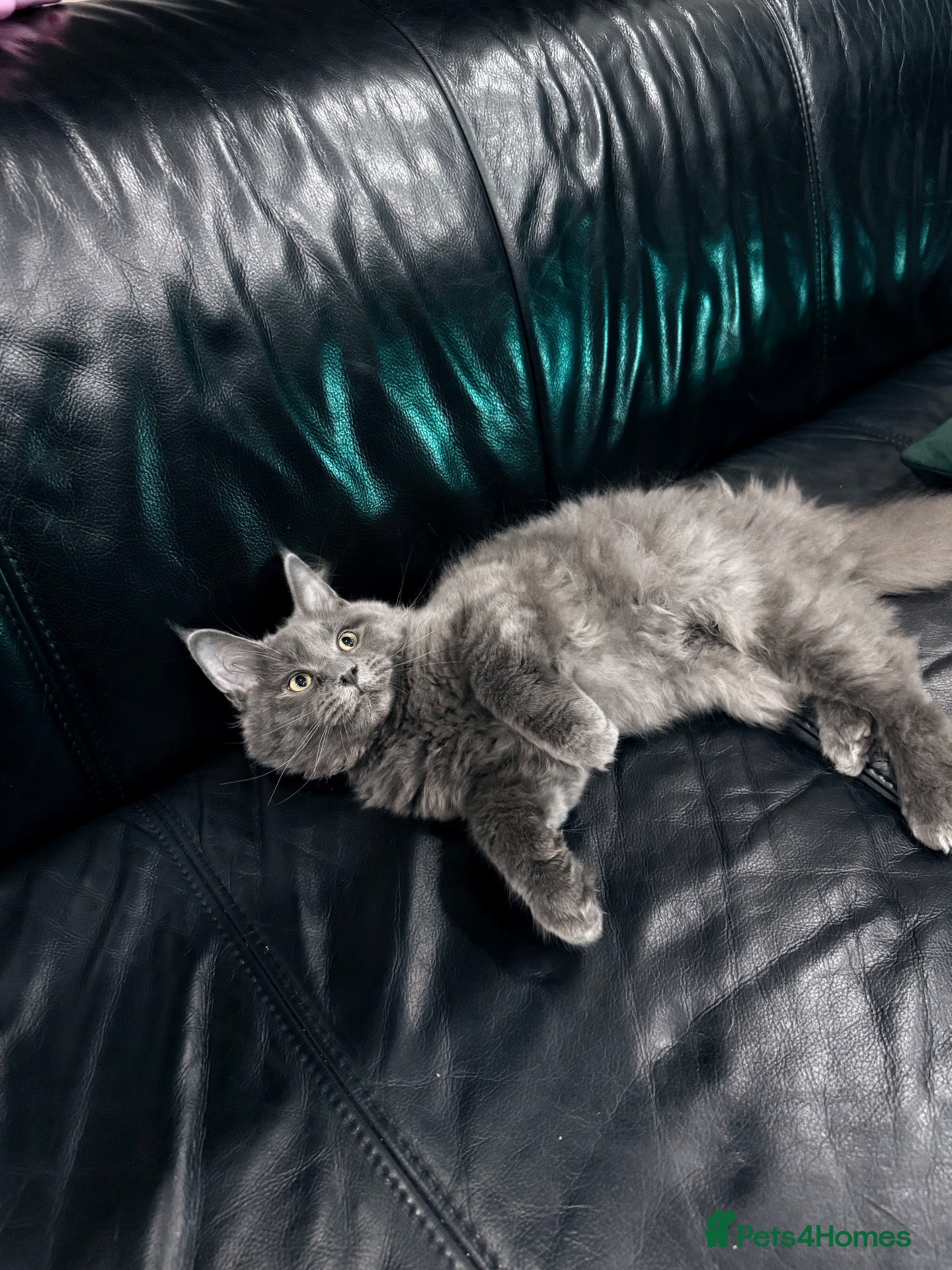 Maine Coon cats Maine Coon Kittens XXL – Blue. Beautiful - Advert 1