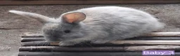 Mixed Breed rabbits for sale: Baby rabbits - Advert 15