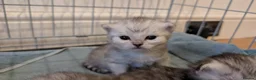 Persian cats for sale: Chinchilla Persian silver tipped kitten's  - Advert 3