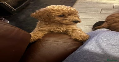 Cockapoo dogs Stunning Red & Apricot/Cream Cockapoo Puppies - Advert 4