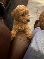 Cockapoo dogs Stunning Red & Apricot/Cream Cockapoo Puppies - Advert 1