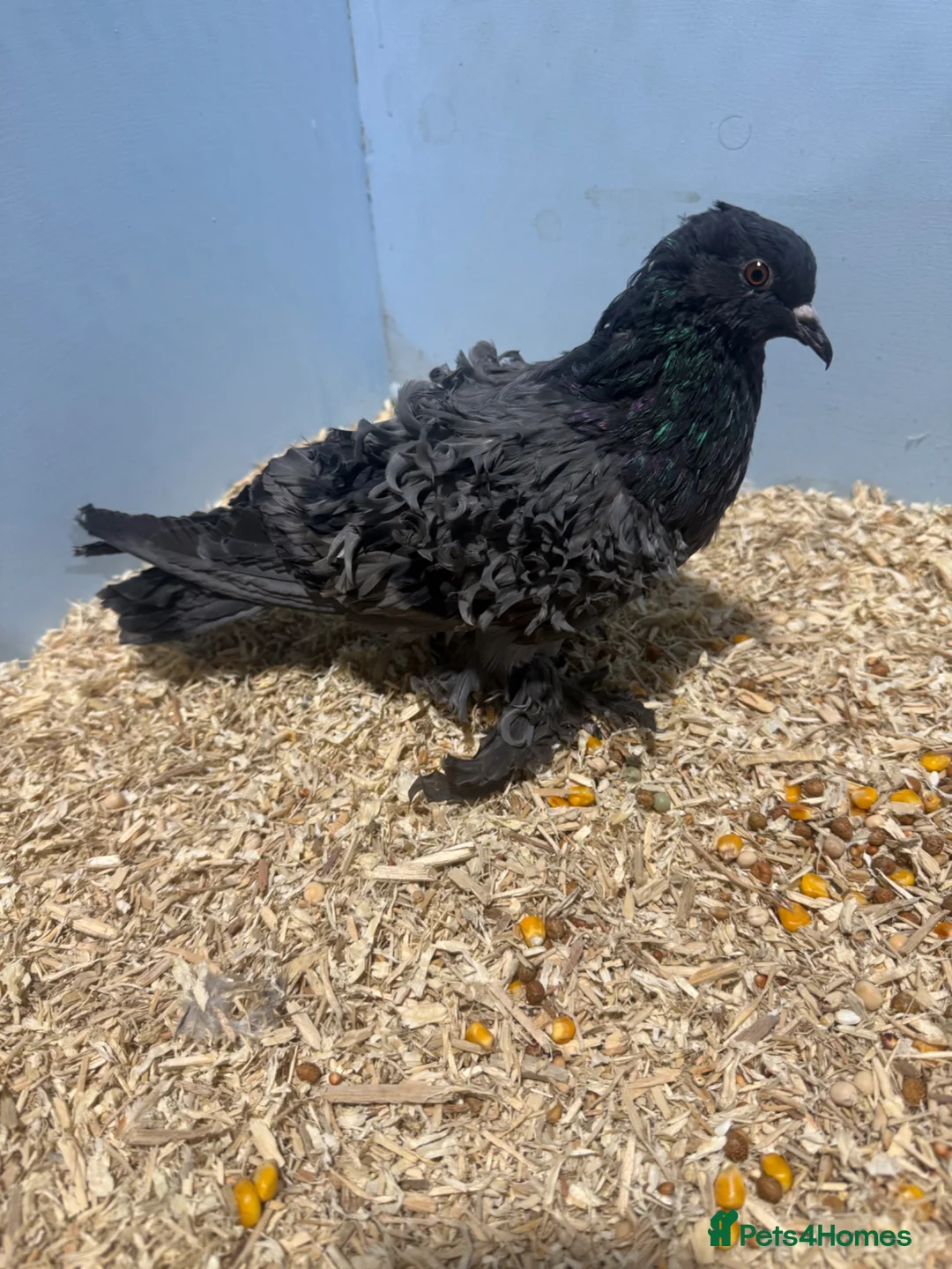 Pigeons birds for sale: Frillback pigeons for sale  - Advert 1