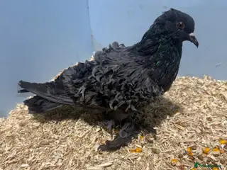 Pigeons birds Frillback pigeons for sale - Advert 10