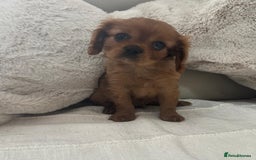 Cavalier King Charles Spaniel dogs for sale: Cavalier king charles puppies  - Image 2