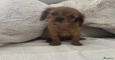 Cavalier King Charles Spaniel dogs - Advert 11