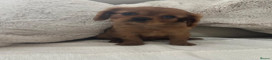 Cavalier King Charles Spaniel Puppy 1