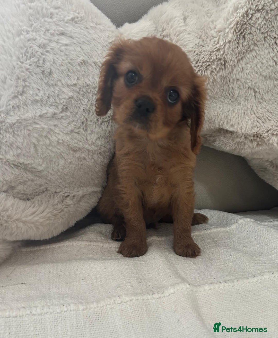 Cavalier King Charles Spaniel dogs for sale: Cavalier king charles puppies  - Image 2