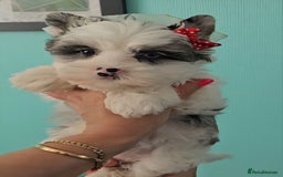 Yorkshire Terrier dogs for sale: Adorable Colourful yorkies 3 LEFT - Image 15
