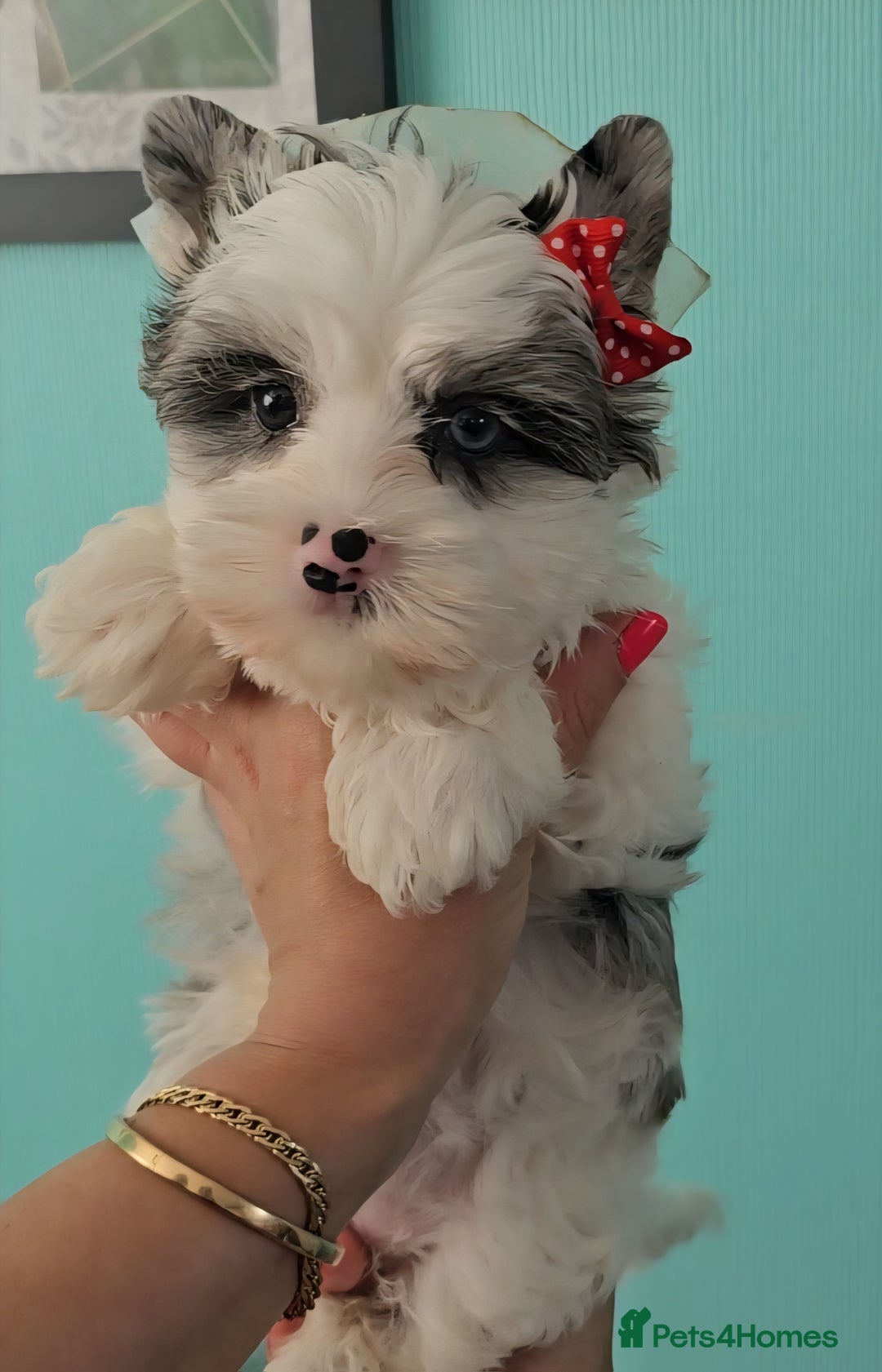 Yorkshire Terrier dogs for sale: Adorable Colourful yorkies 3 LEFT - Image 15