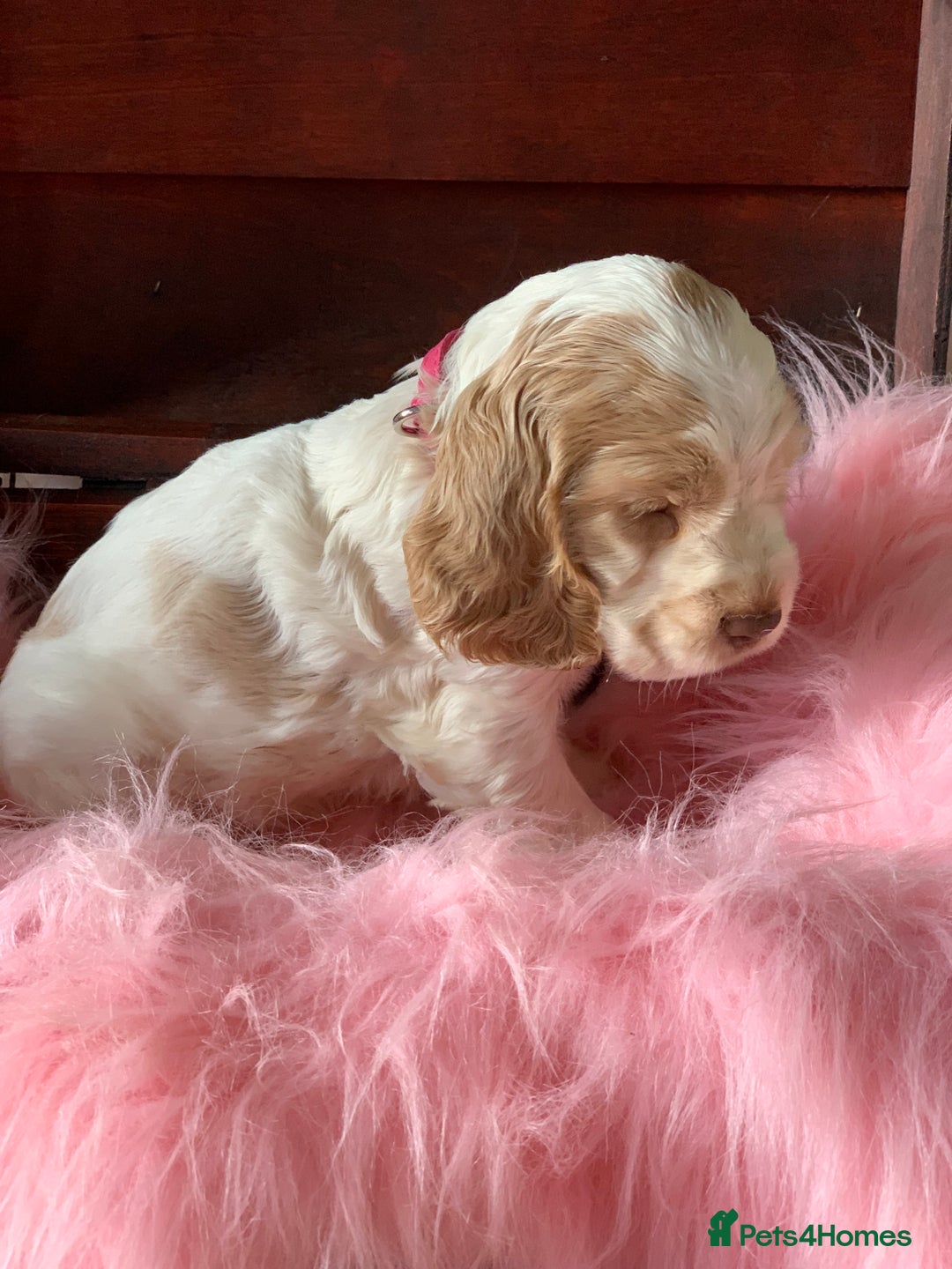 Cocker Spaniel dogs for sale: 5* LICENSED KC SHOW H/TESTED PUPPIES  - Image 13